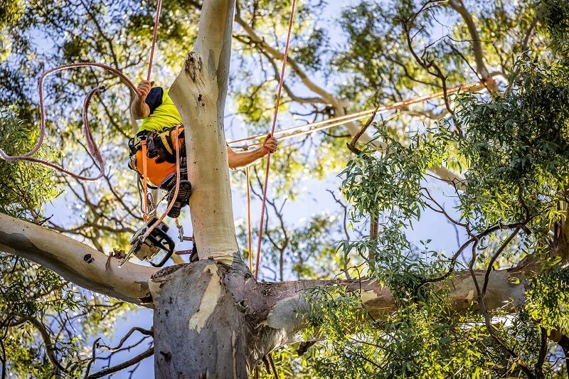 Tree Lopping Narraweena