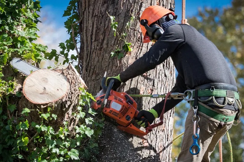 Tree Removal Killarney Heights