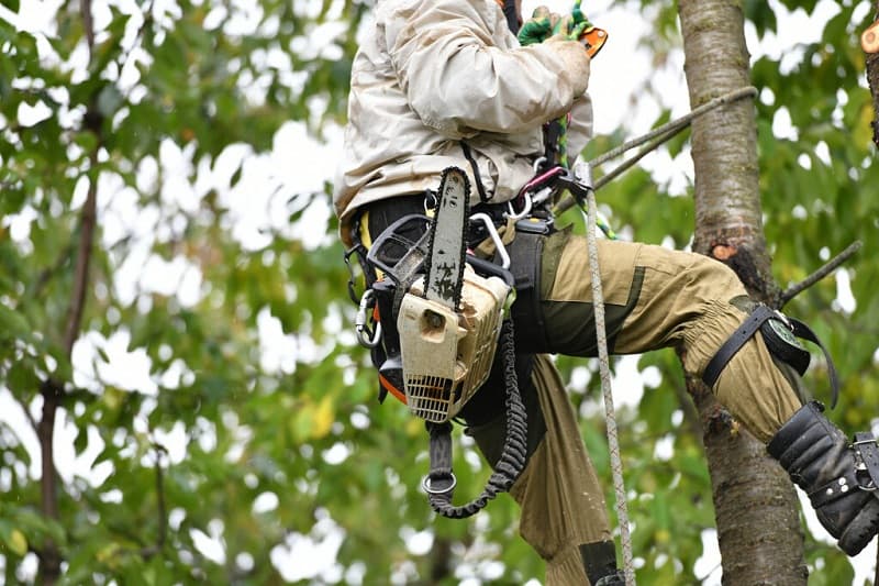  DIY vs. Professional Tree Services - What You Need to Know