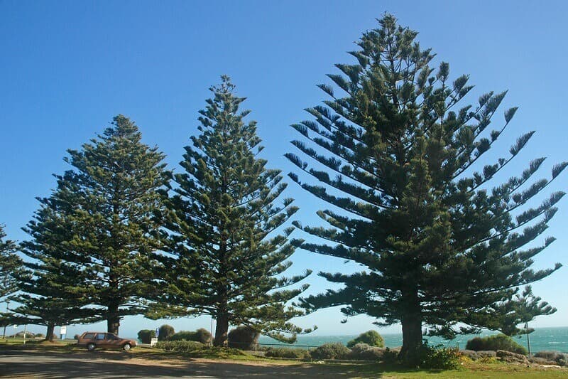 5 Popular Tree Species In The Northern Beaches And How To Care For Them