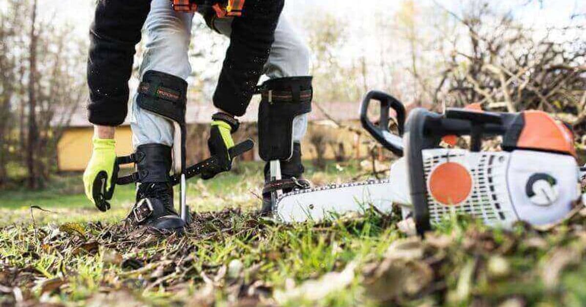 Tree Permits in Northern Beaches: When You Need Council Approval