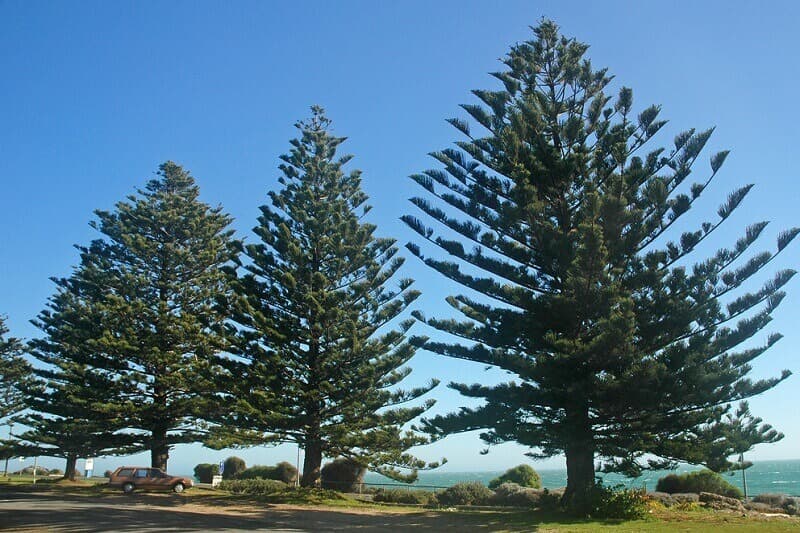 Popular Tree Species on the Northern Beaches: Identification & Care