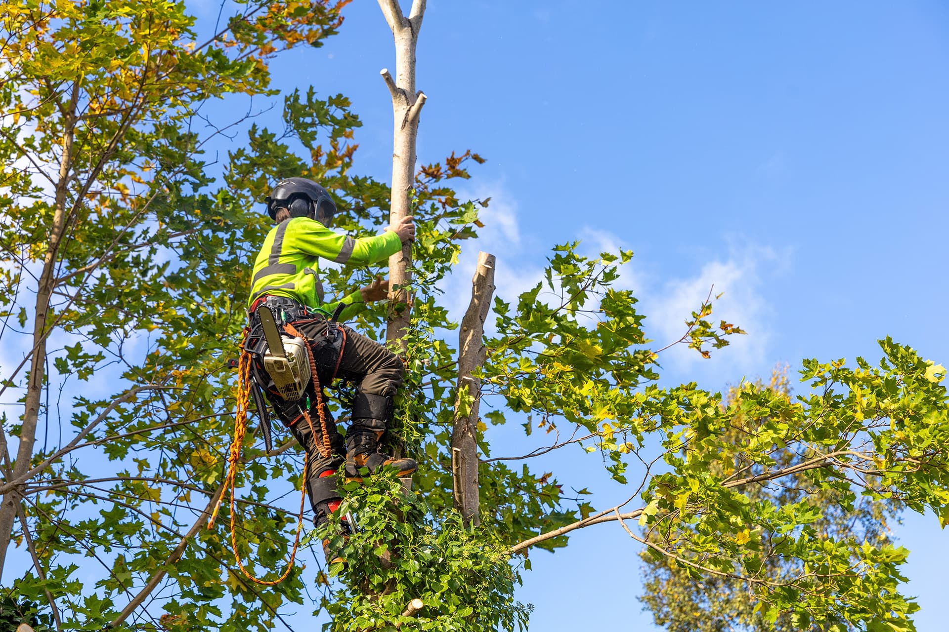 When Is the Best Time to Prune Trees in Northern Beaches?