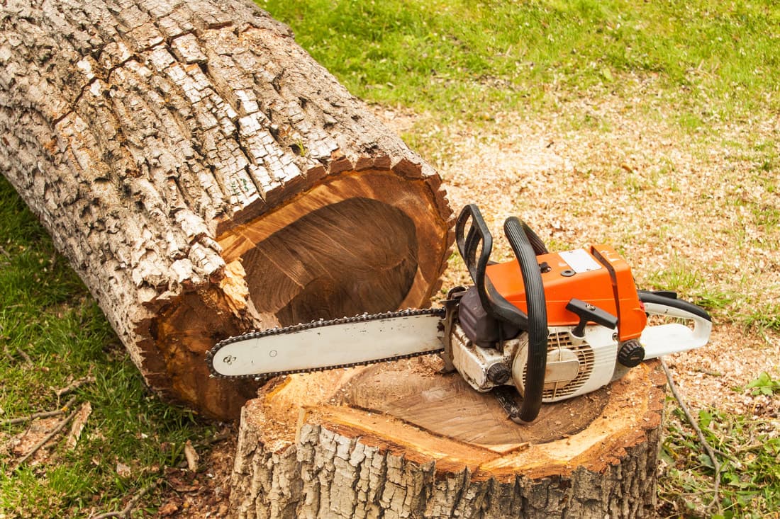 How Much Does Tree Removal Cost in Northern Beaches? (2026 Price Guide)