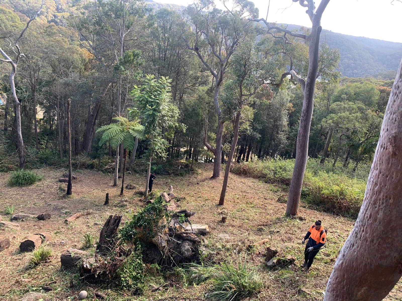 The same Bayview bush block after clearing, with the tree ferns and gums kept