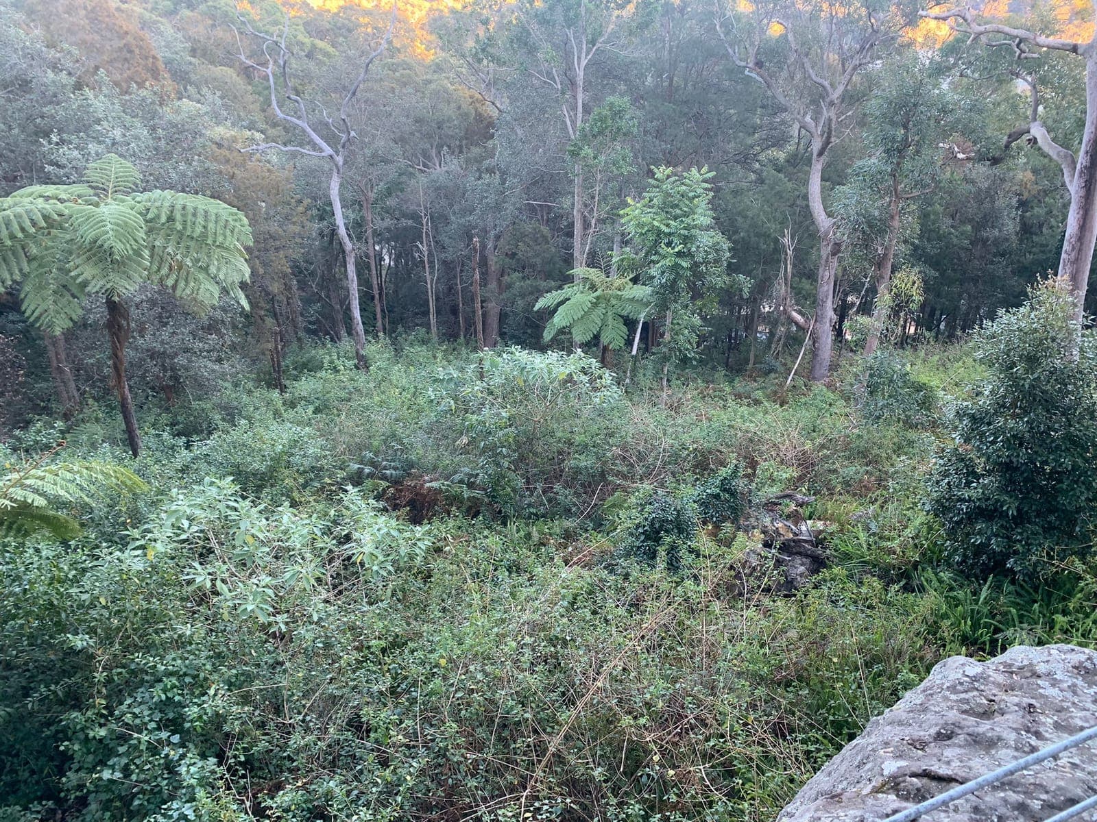 A dense, overgrown bush block in Bayview before clearing