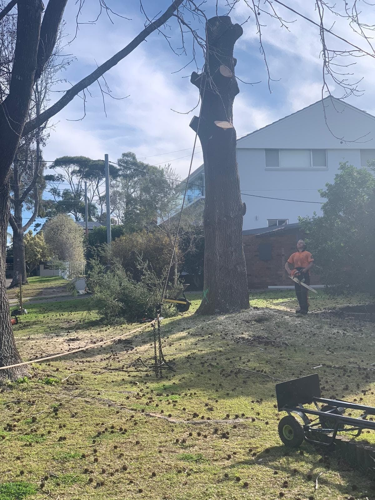 A crew member cleaning up beside the trunk, taken down in sections, at a Beacon Hill home