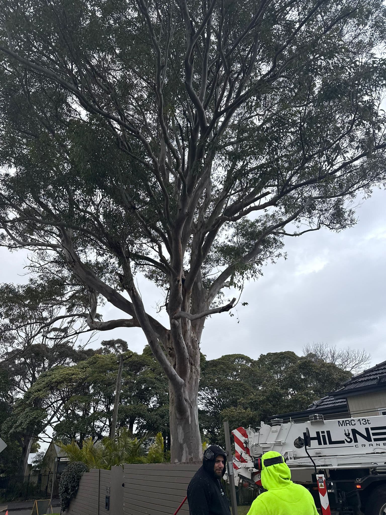 Crane-assisted tree removal on a residential street