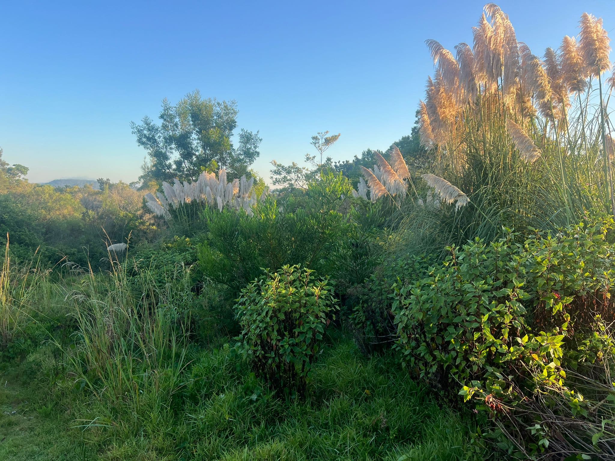 Open block after large-scale land clearing