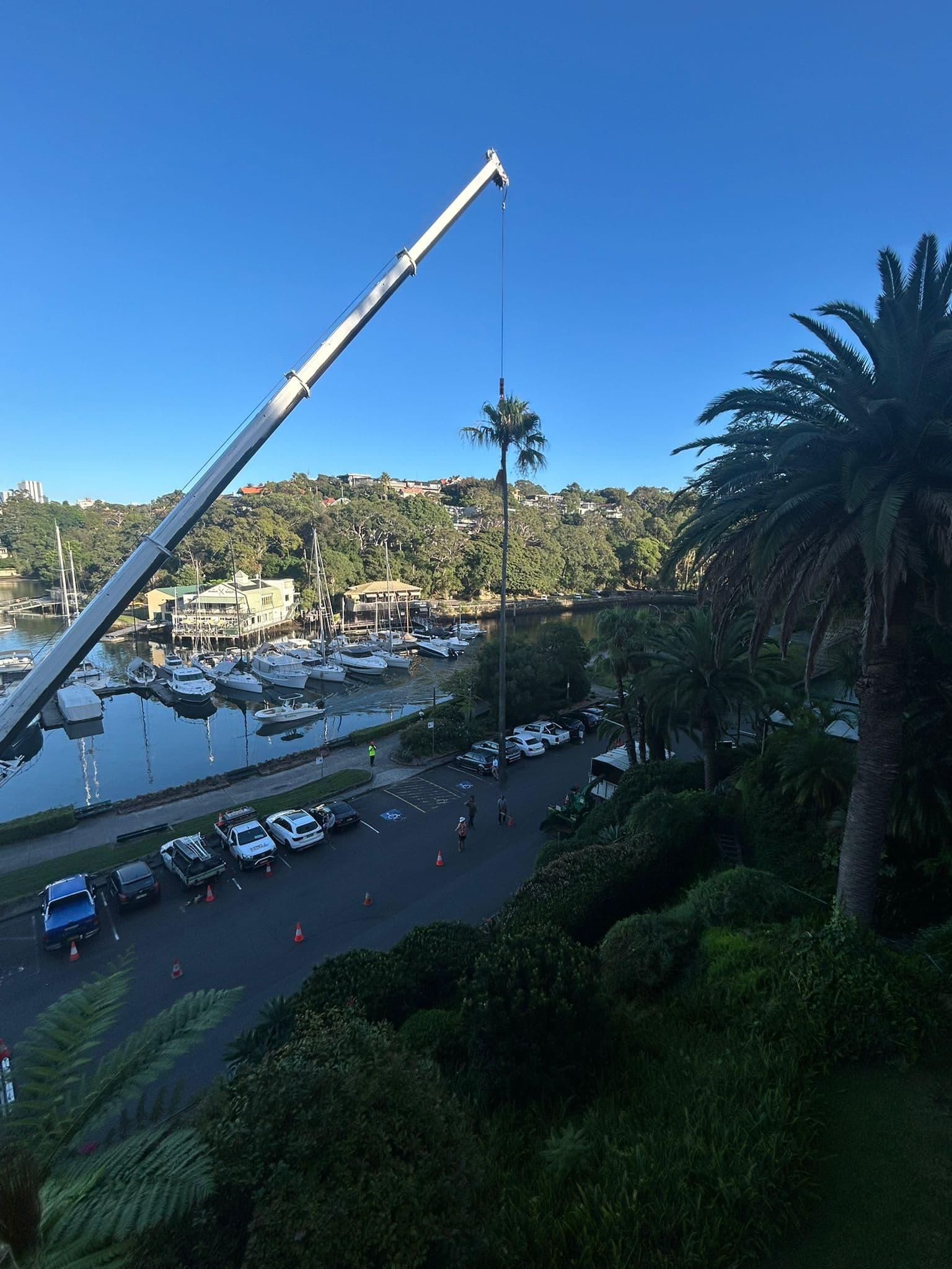 Palm tree section lifted by crane near waterfront access