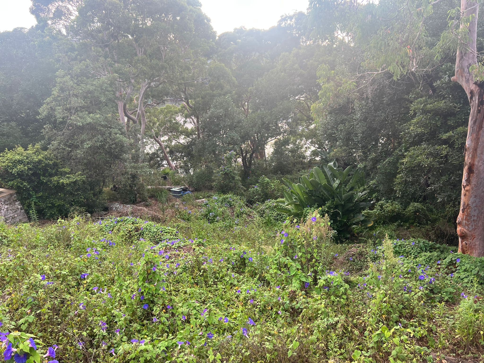 Cleared sloping garden with trees retained around the boundary