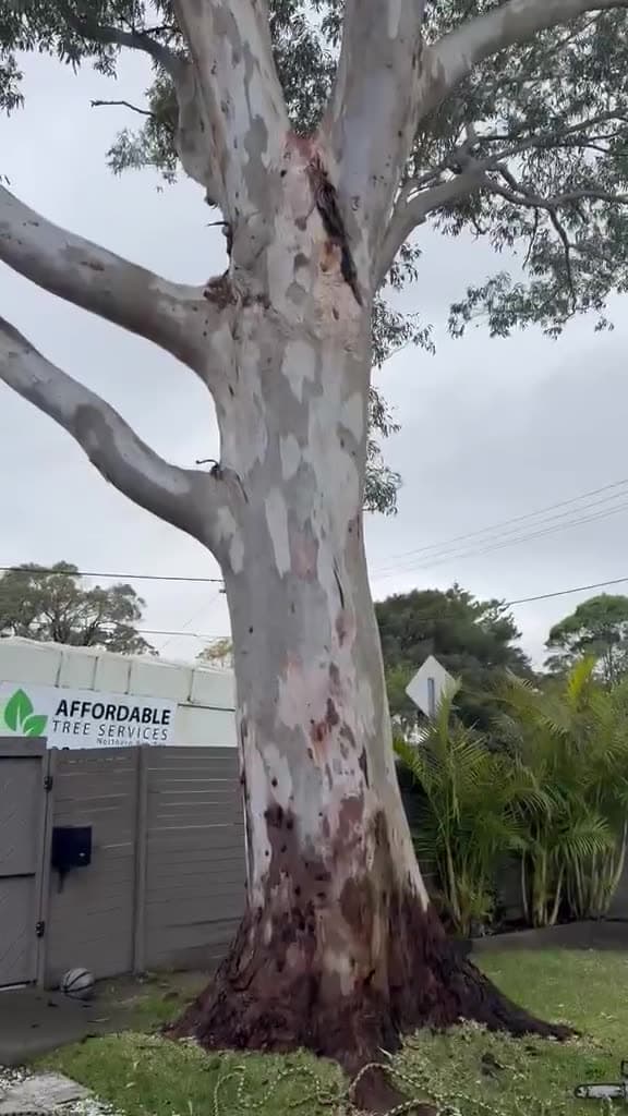 Crane rigging used during controlled tree removal