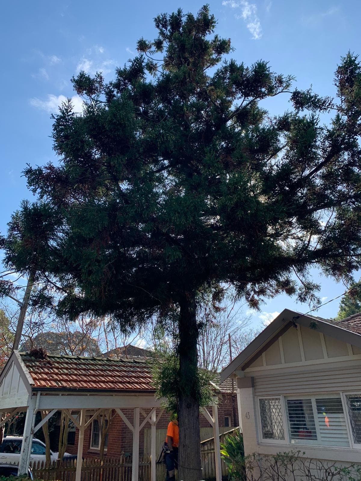 Tree removal work with cut timber on a residential site