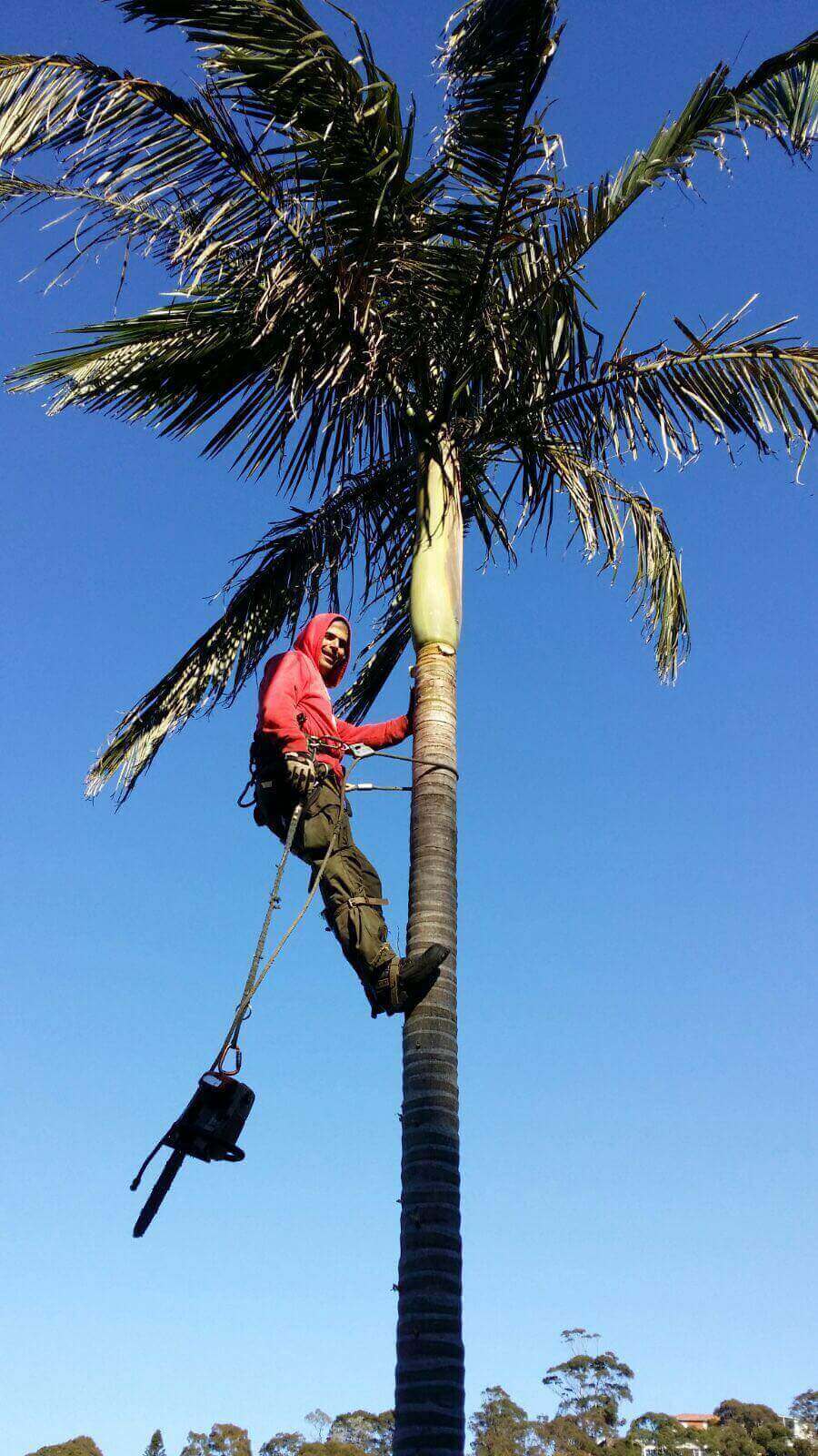 Arborist climbing a tall palm during pruning work