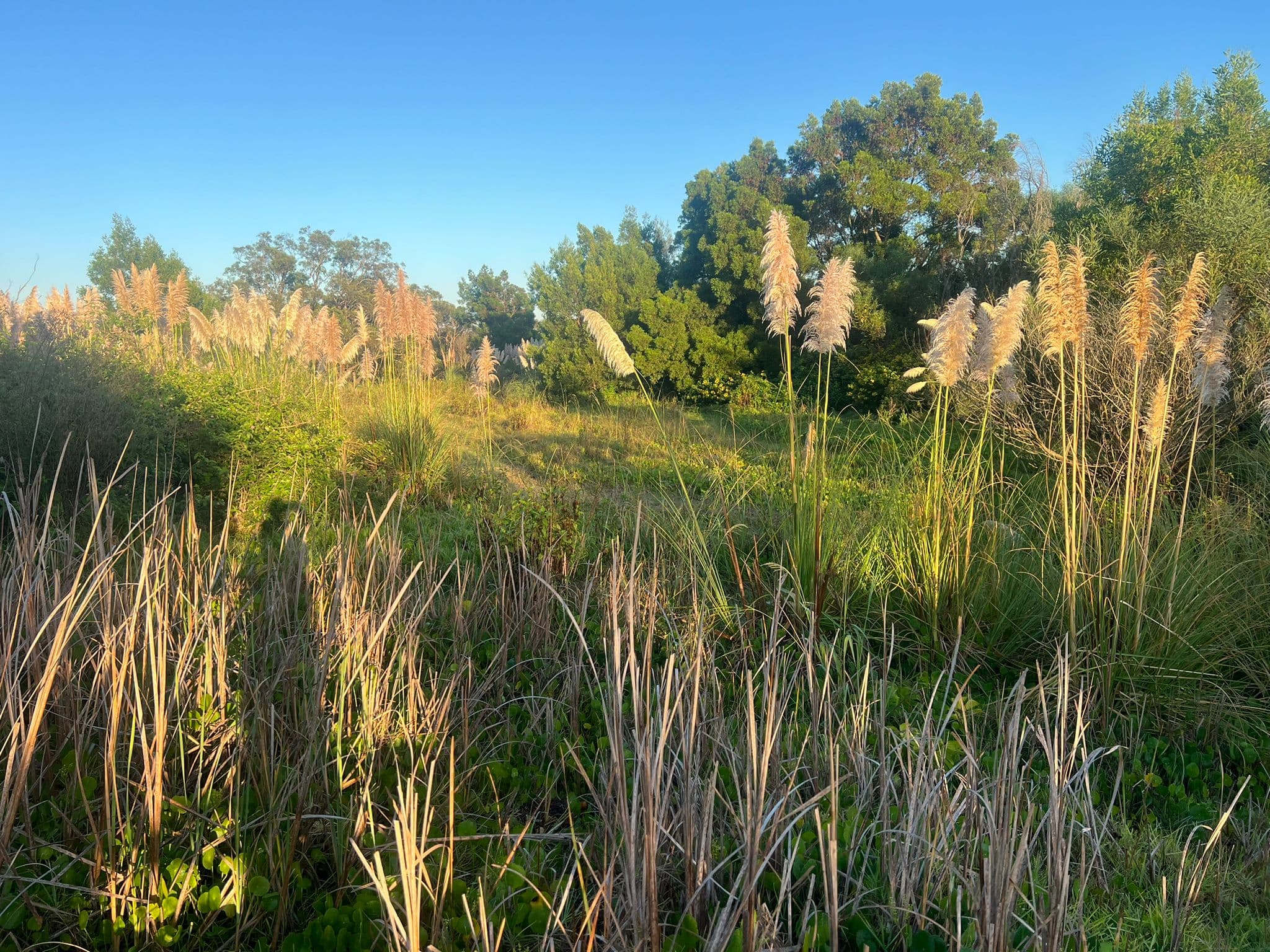 Cleared ground with cut stumps across an acreage site
