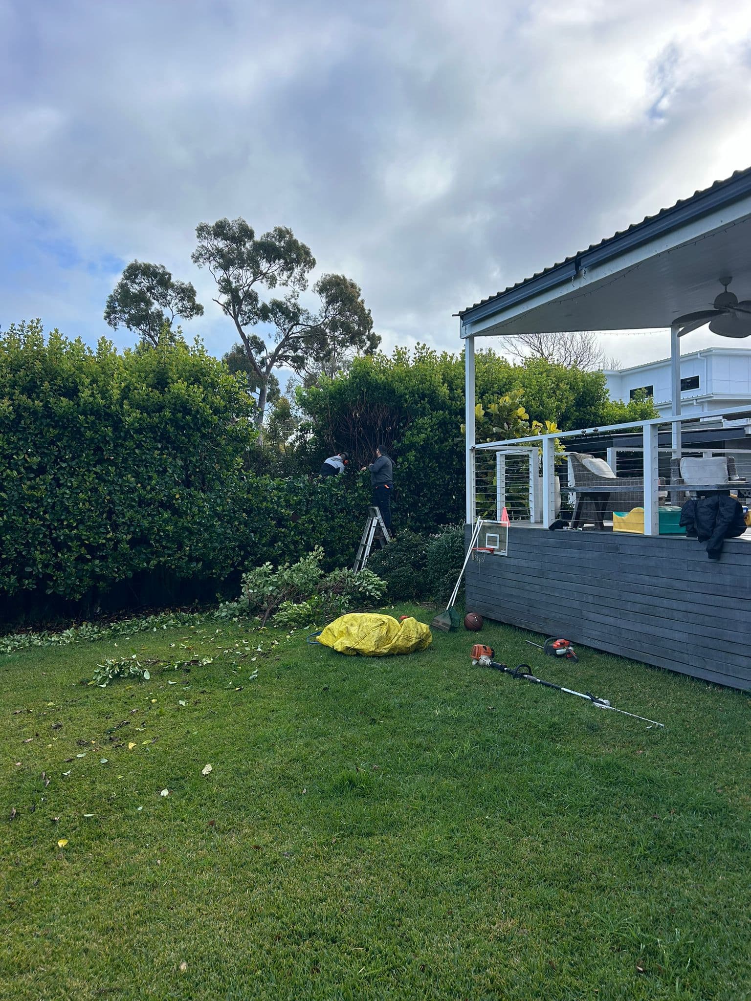 Garden pruning and cleanup work beside dense hedging