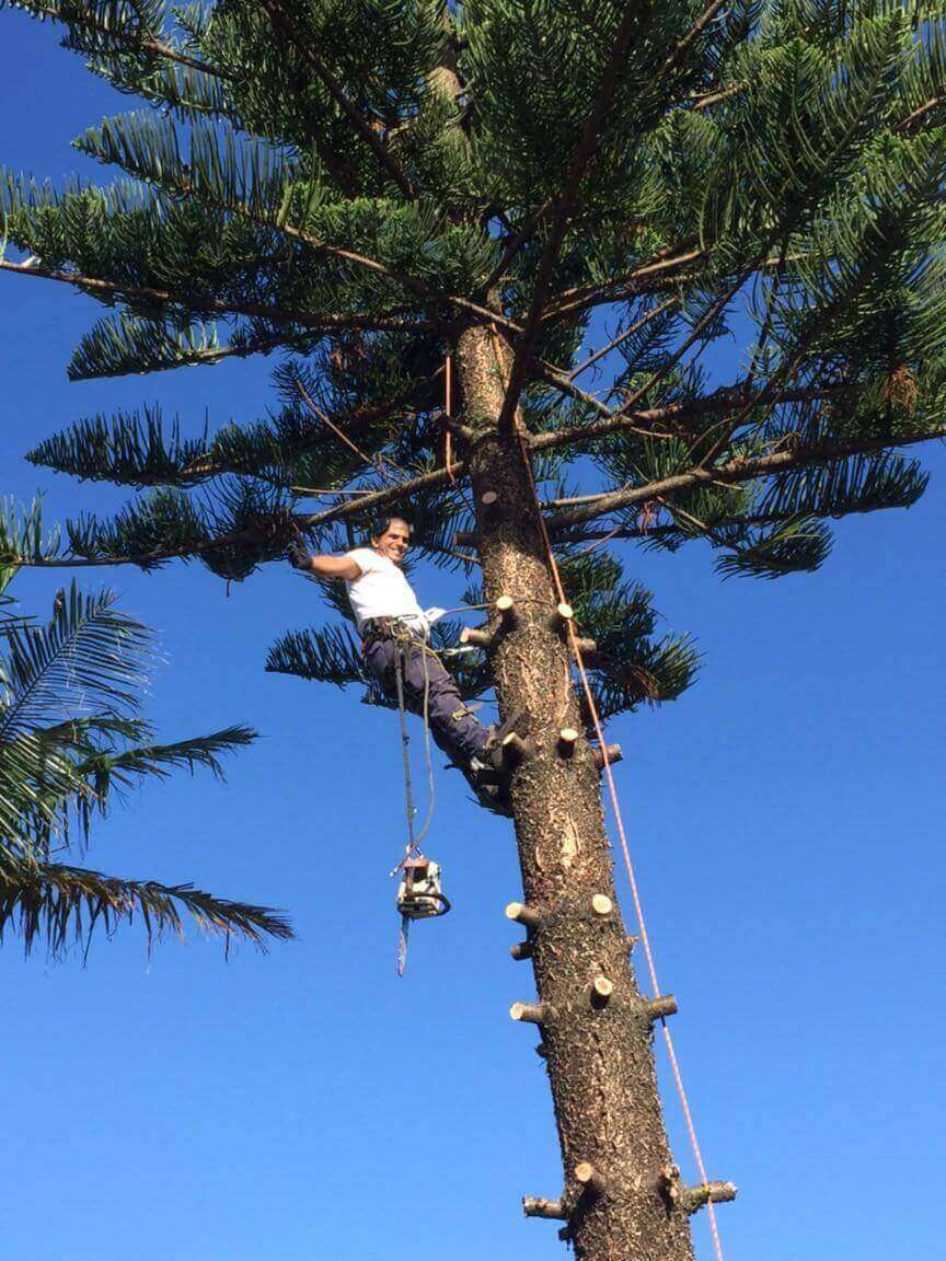 Pruned tree canopy with clean branch cuts