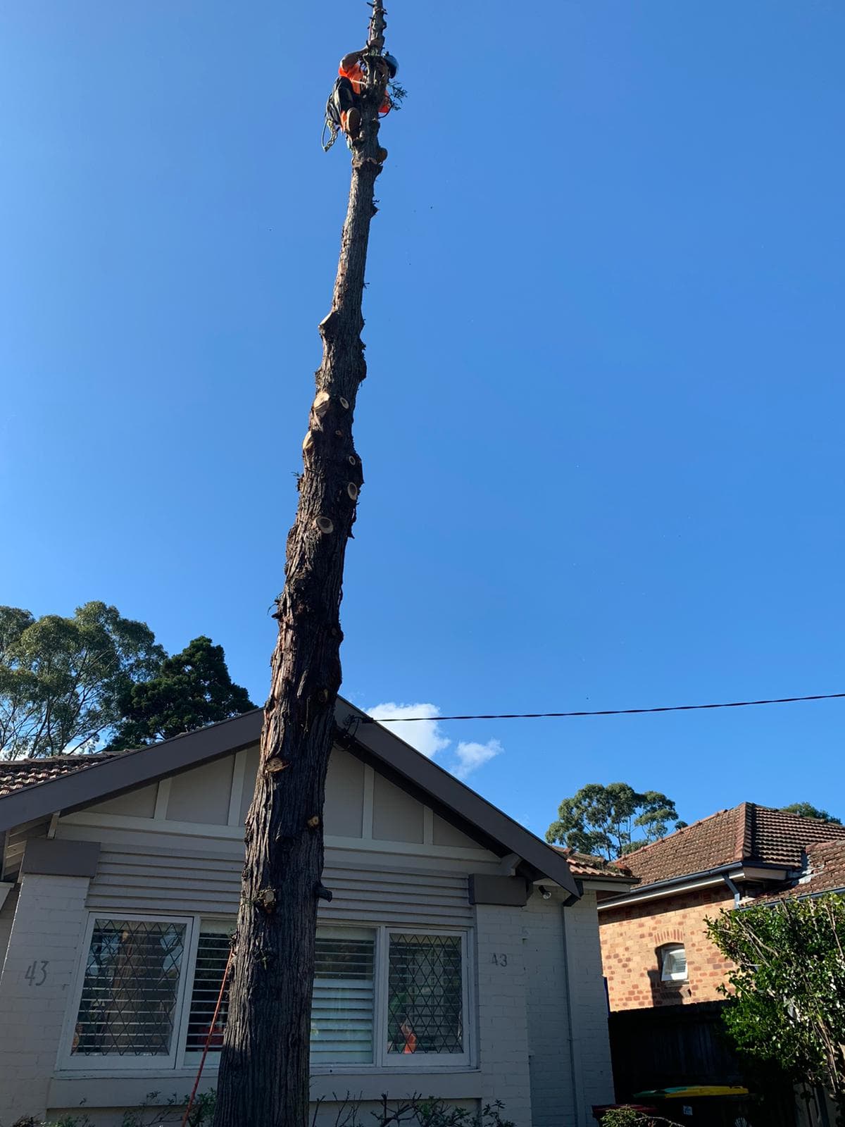 Tree cutting and cleanup in a residential garden