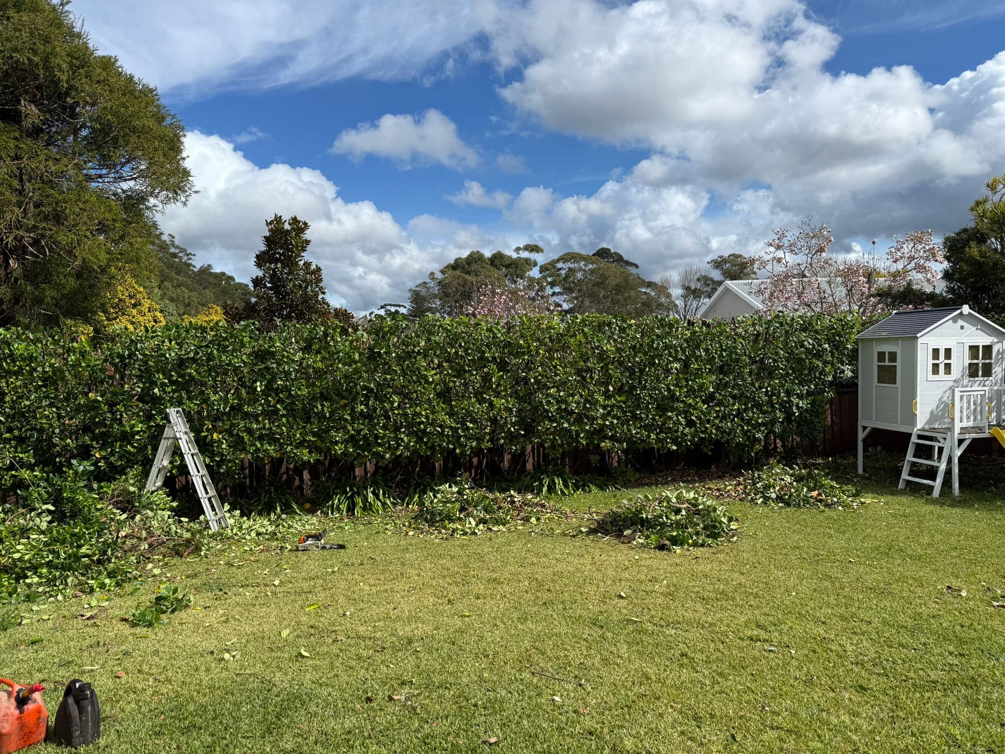 Hedge and garden pruning work across a residential yard