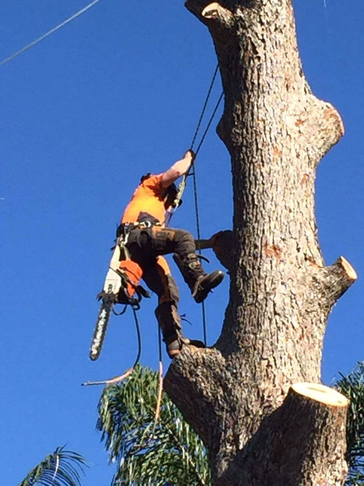 Our climber in an orange shirt working up a tall trunk with a chainsaw, taking the tree down in sections