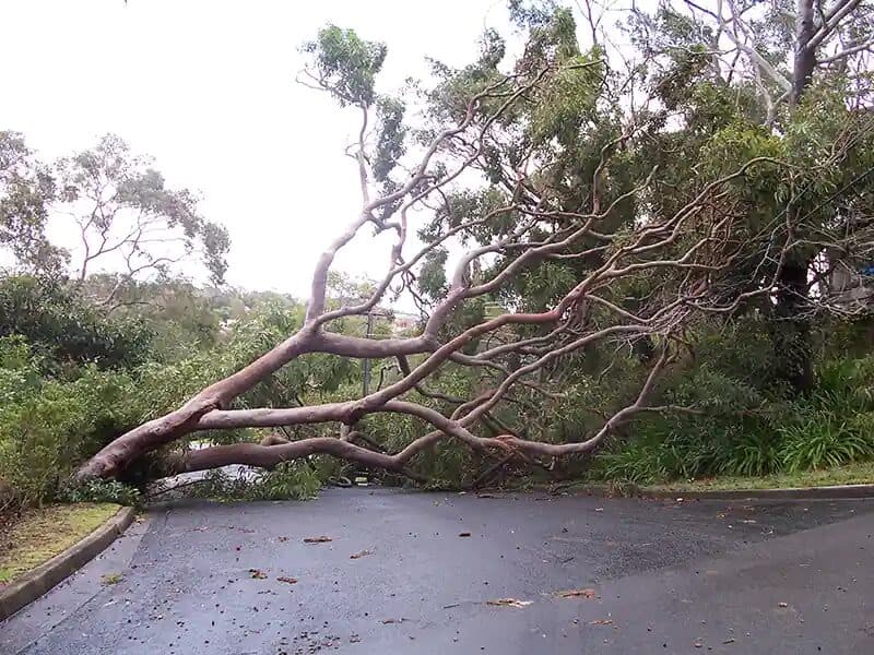A large tree fallen across a road on one of our jobs