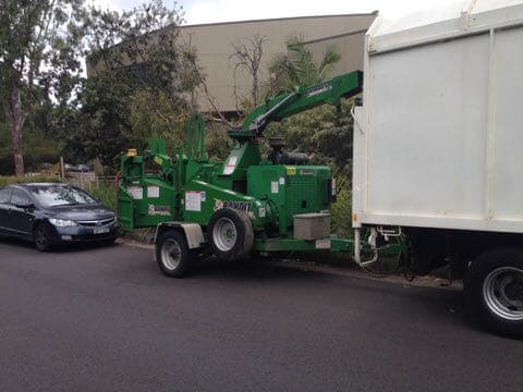 Palm tree maintenance and cleaning service - Northern Beaches Tree Services Project 17