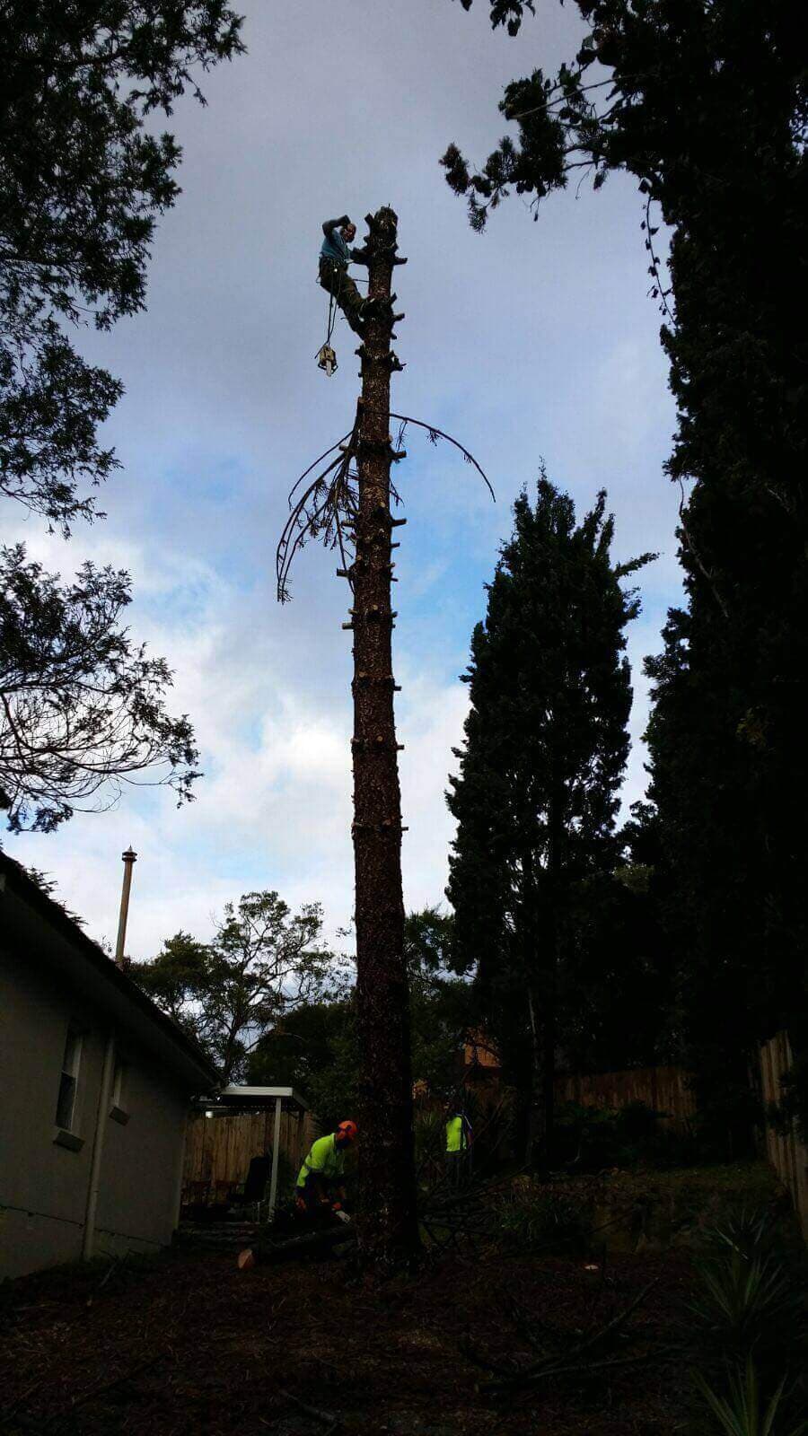 Hedge trimming and garden maintenance work - Northern Beaches Tree Services Project 18