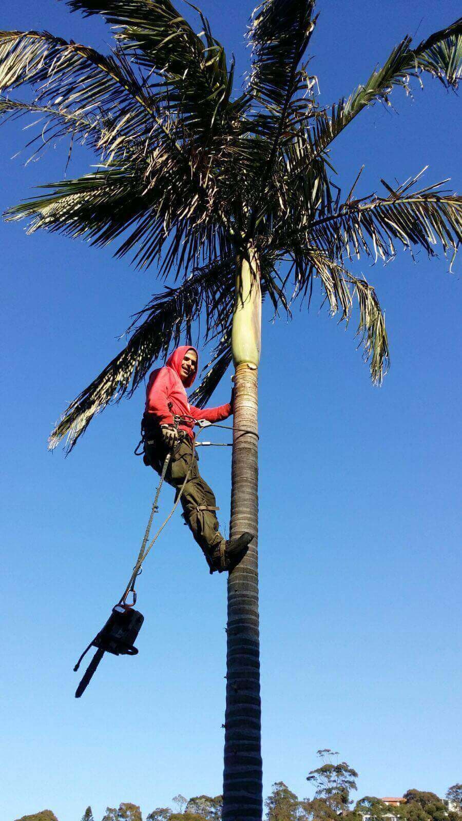 Tree pruning and maintenance work displaying expert branch management - Northern Beaches Tree Services Project 20