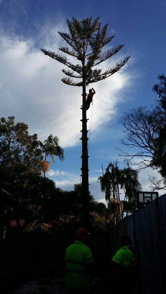 Palm tree maintenance and cleaning service - Northern Beaches Tree Services Project 26