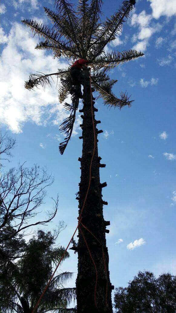 Hedge trimming and garden maintenance work - Northern Beaches Tree Services Project 27