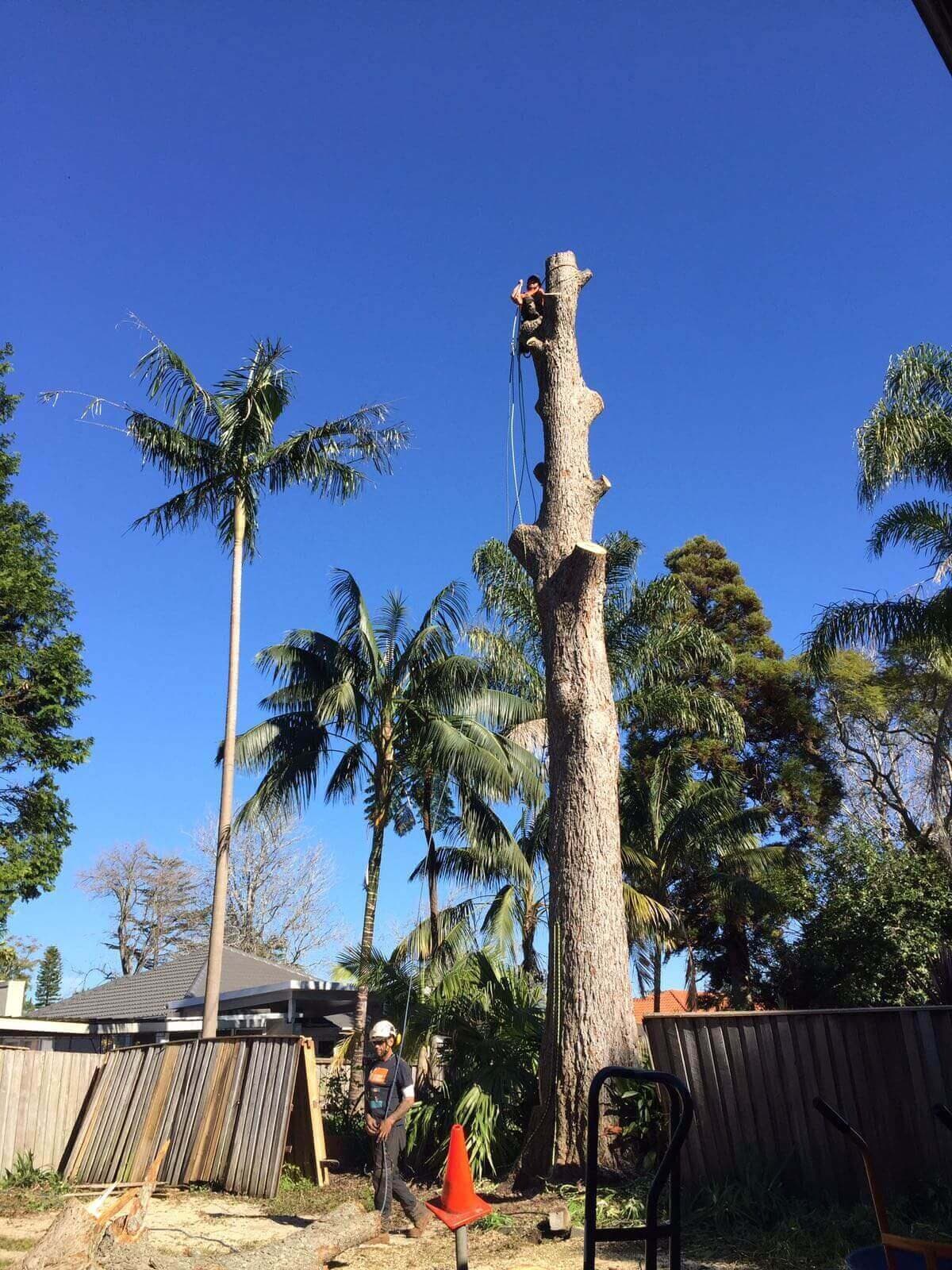 Our climber at the top of a tall trunk, taking it down in sections beside a backyard fence while the ground crew waits below