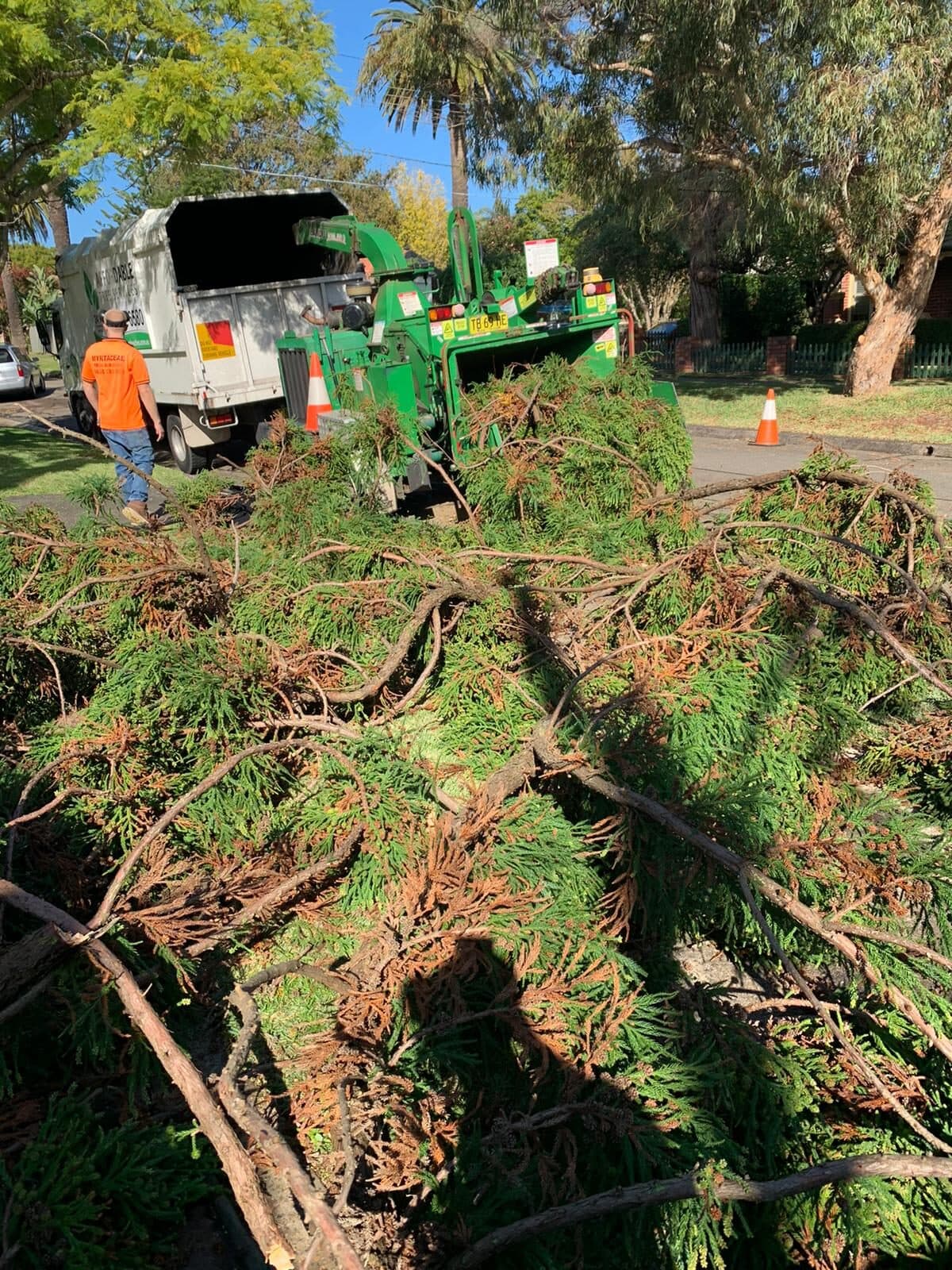 A crew member beside our wood chipper and branded truck, with cut conifer branches ready to chip