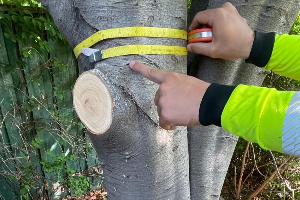 A team member measuring a tree trunk with a tape on one of our jobs
