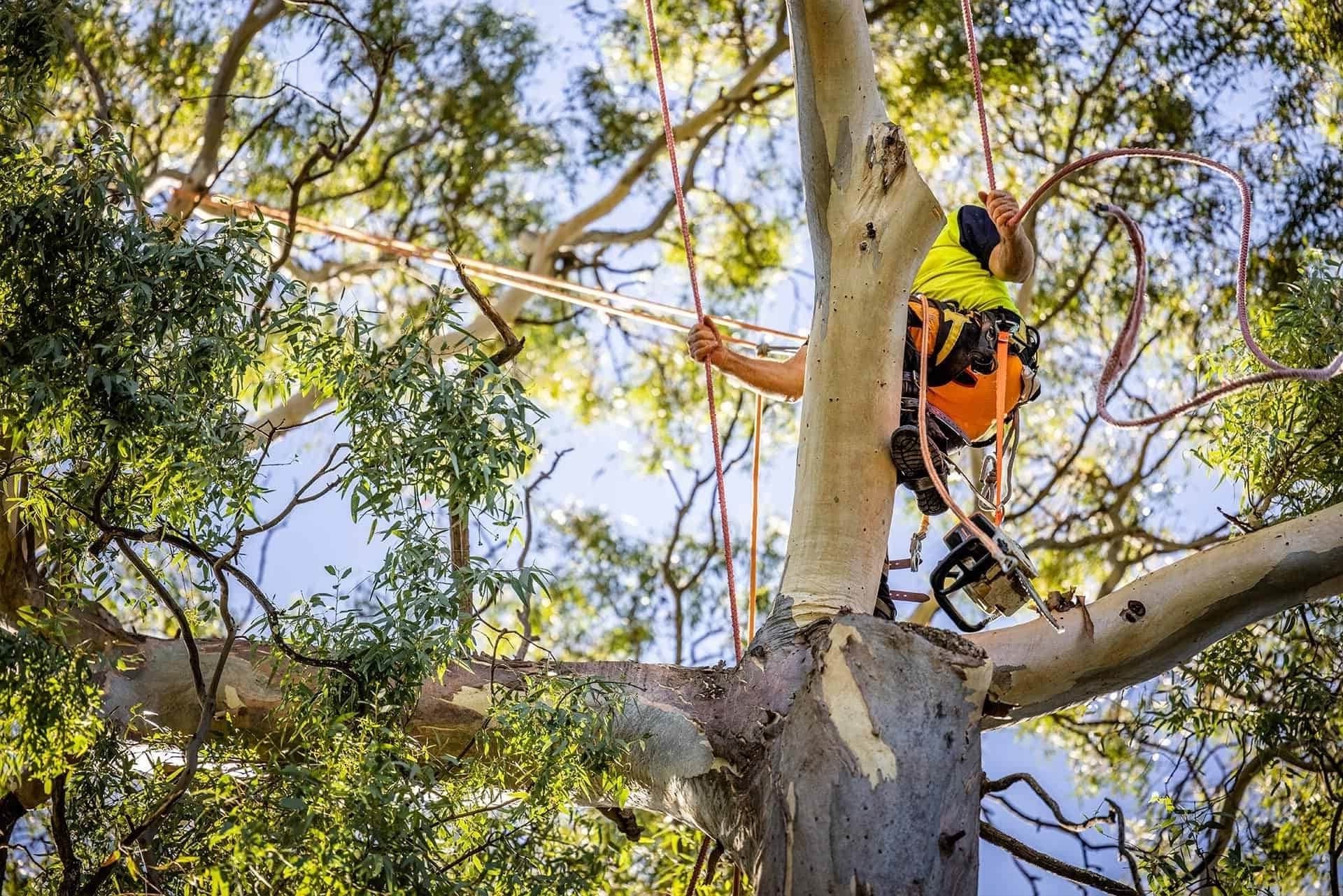 Professional tree services in Northern Beaches - Lush tree canopy background