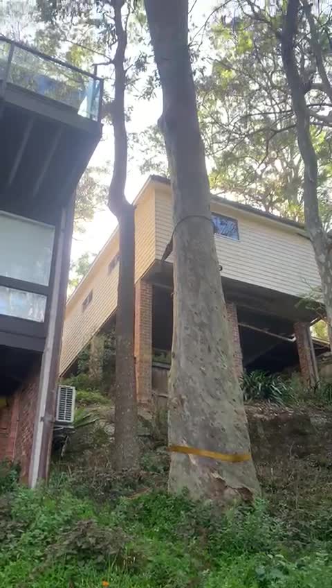 Poster frame from an Avalon Beach tree-removal project video