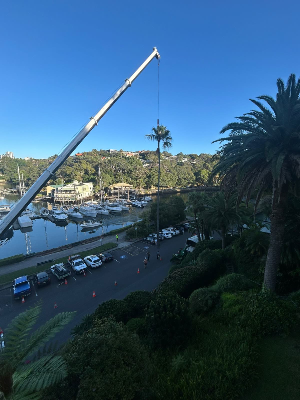 Crane setup for a waterfront palm removal in Bayview