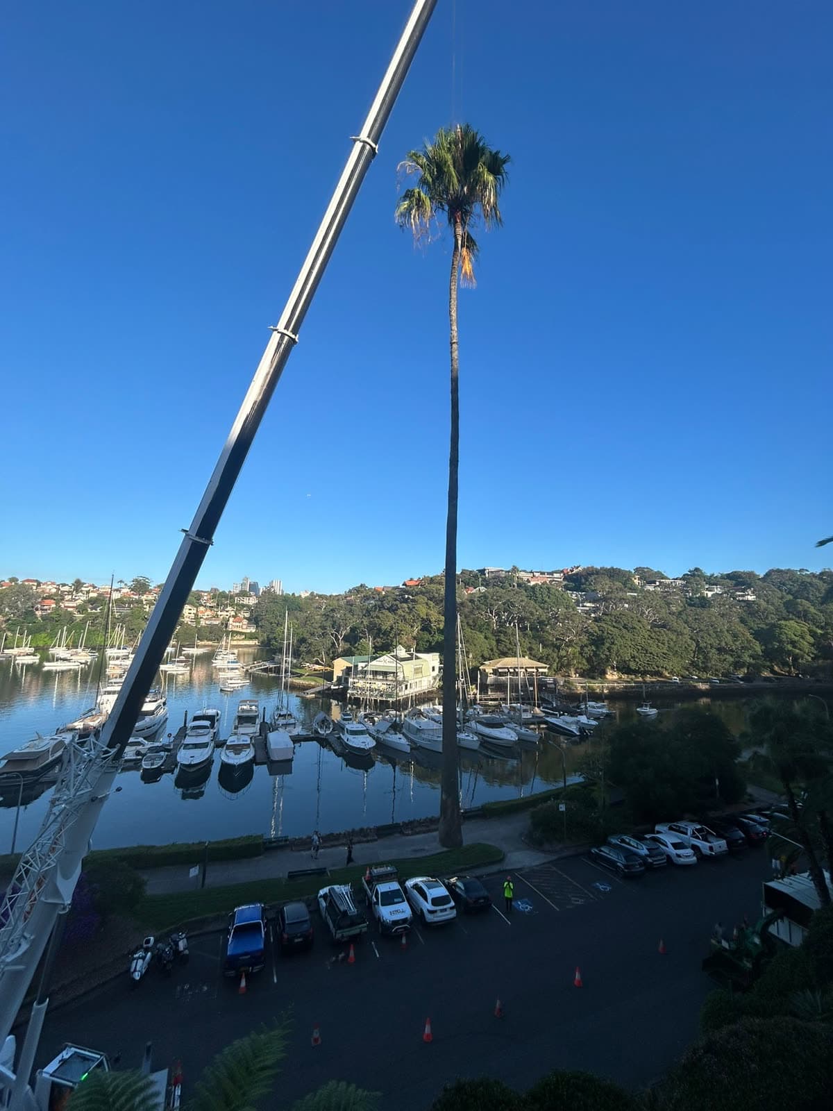 Palm-removal work zone at a Bayview waterfront property