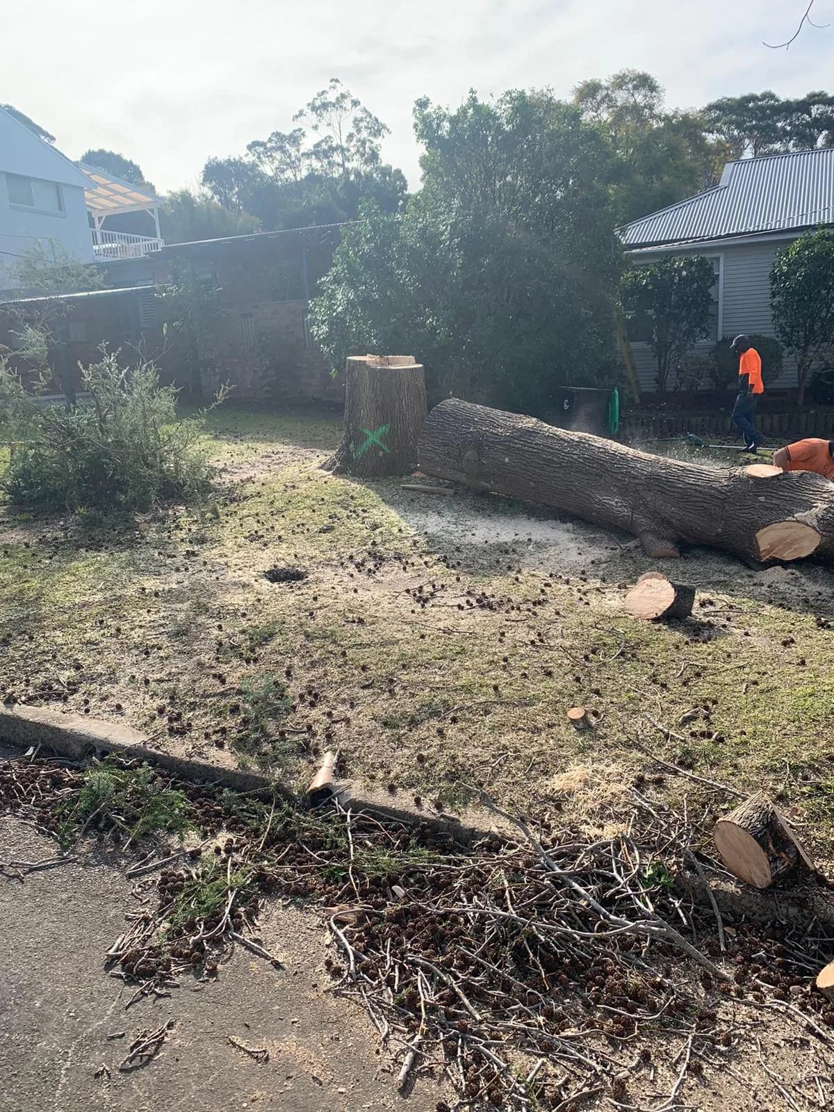 Beacon Hill tree-removal detail showing stump and timber after dismantling