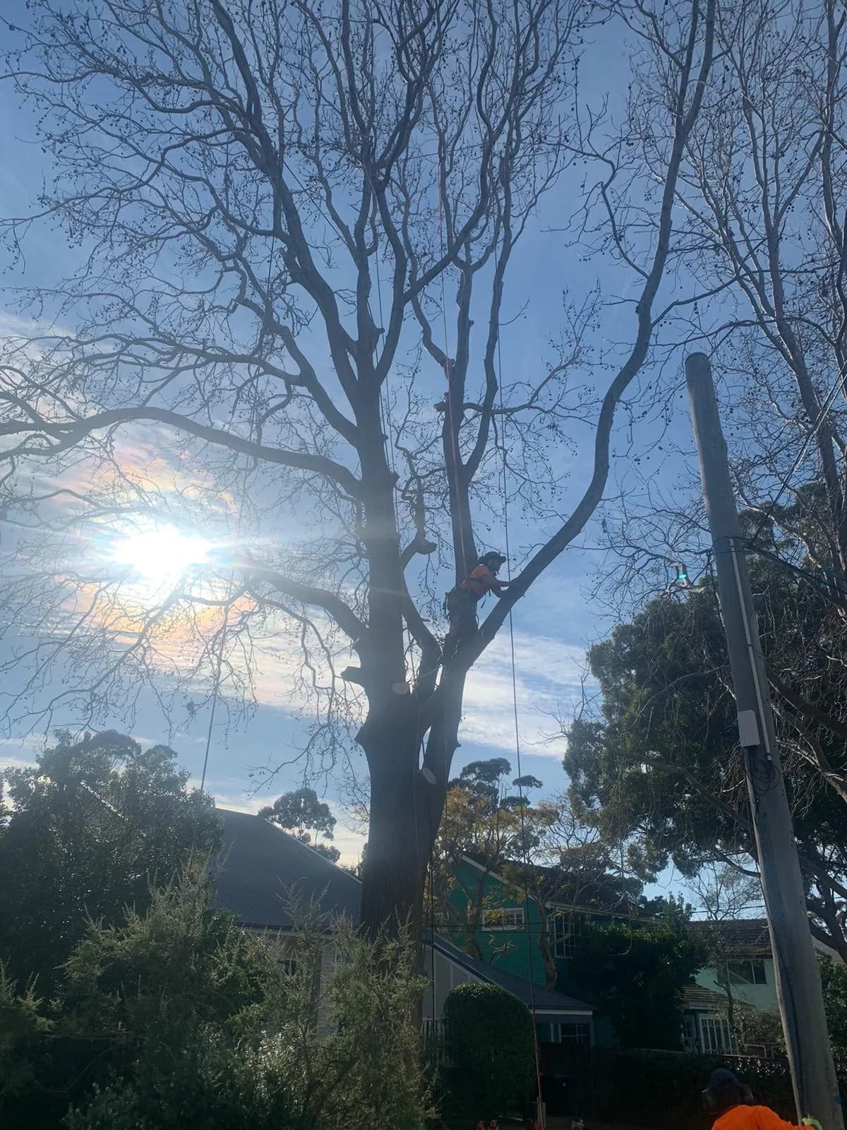 Beacon Hill tree-removal site with trunk sections and cleaned work area