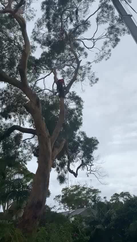 Poster frame from a Bilgola Plateau tree-removal video