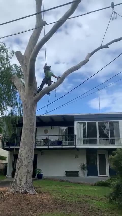 Climber taking down a tree in sections between overhead wires and a home in Cromer