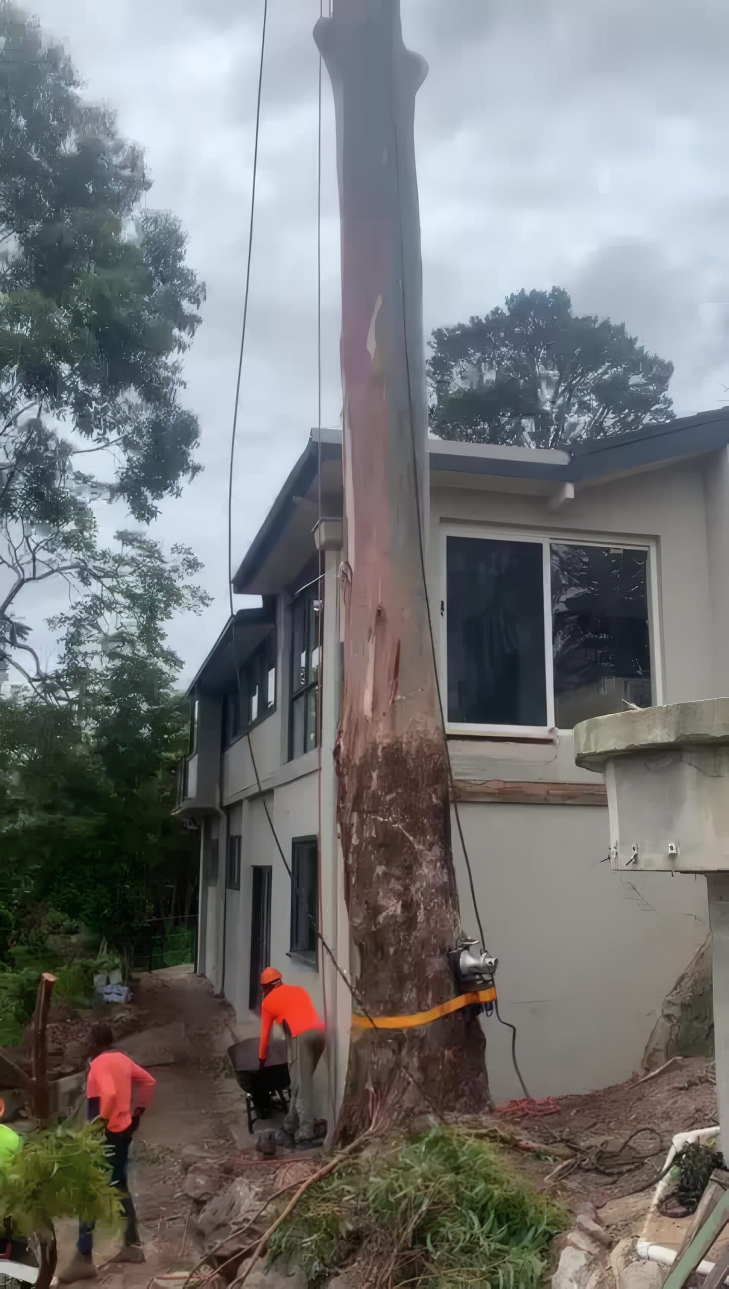 The tall gum trunk beside the two-storey Forestville home, with the crew below