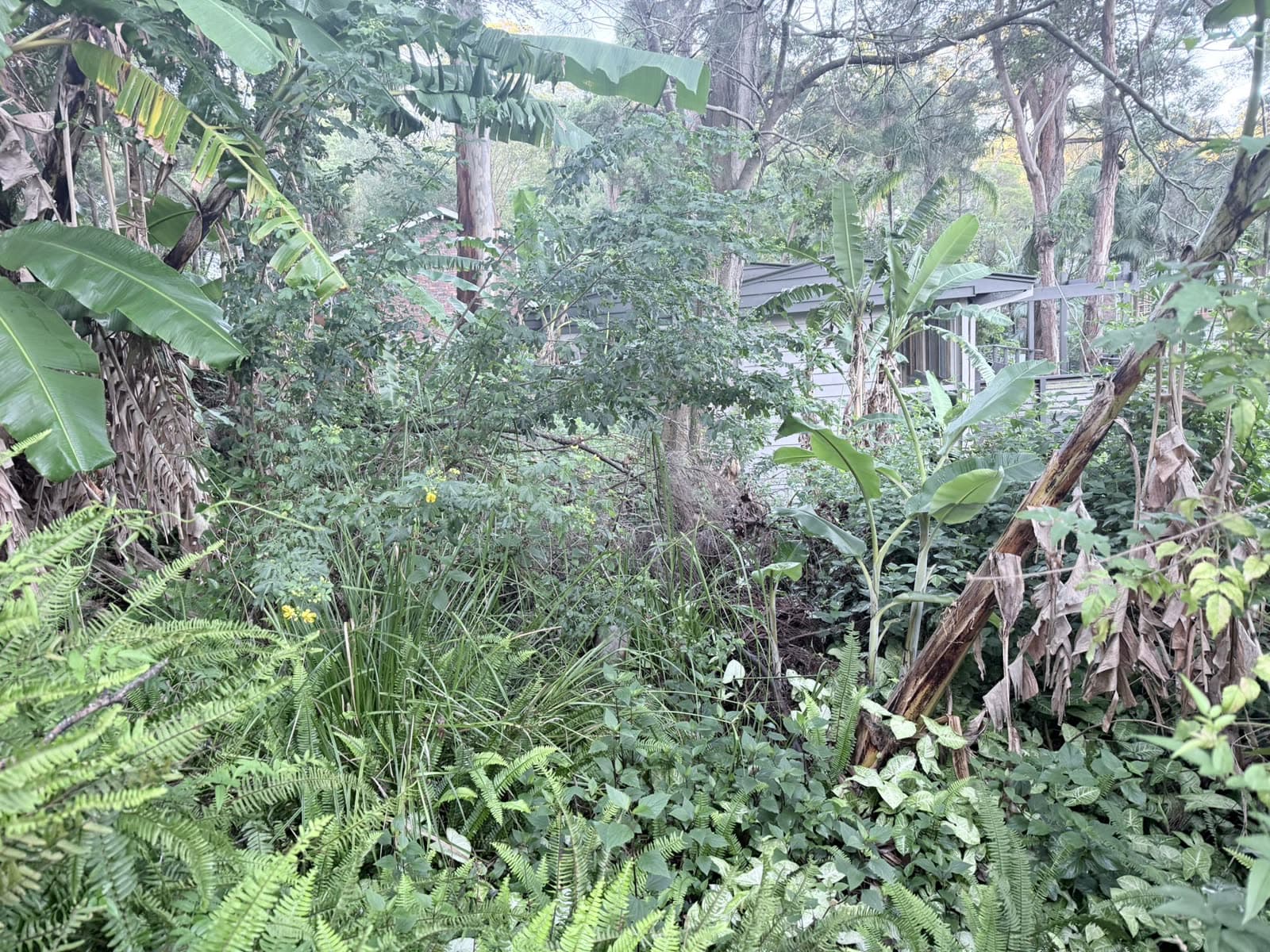 Bush-block land clearing with vegetation opened up in Ingleside