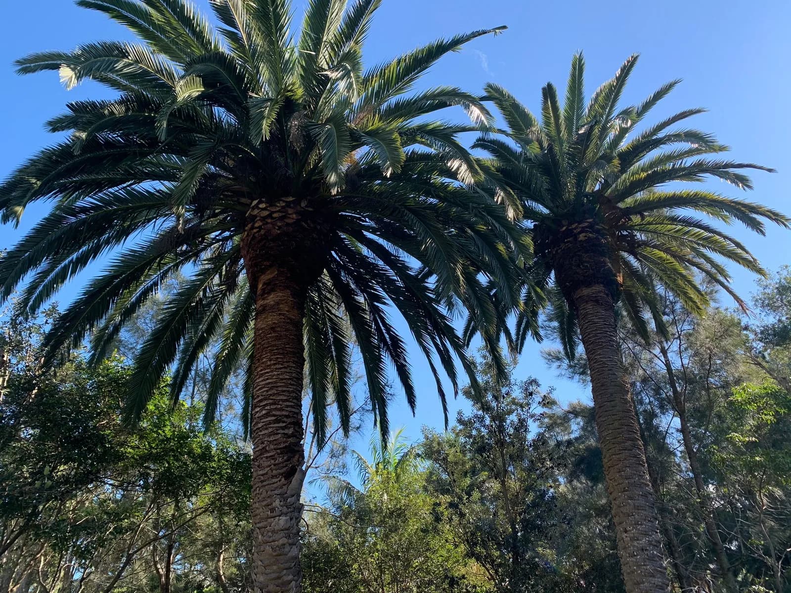 Mona Vale palm-pruning project showing cleaned palms at a coastal property