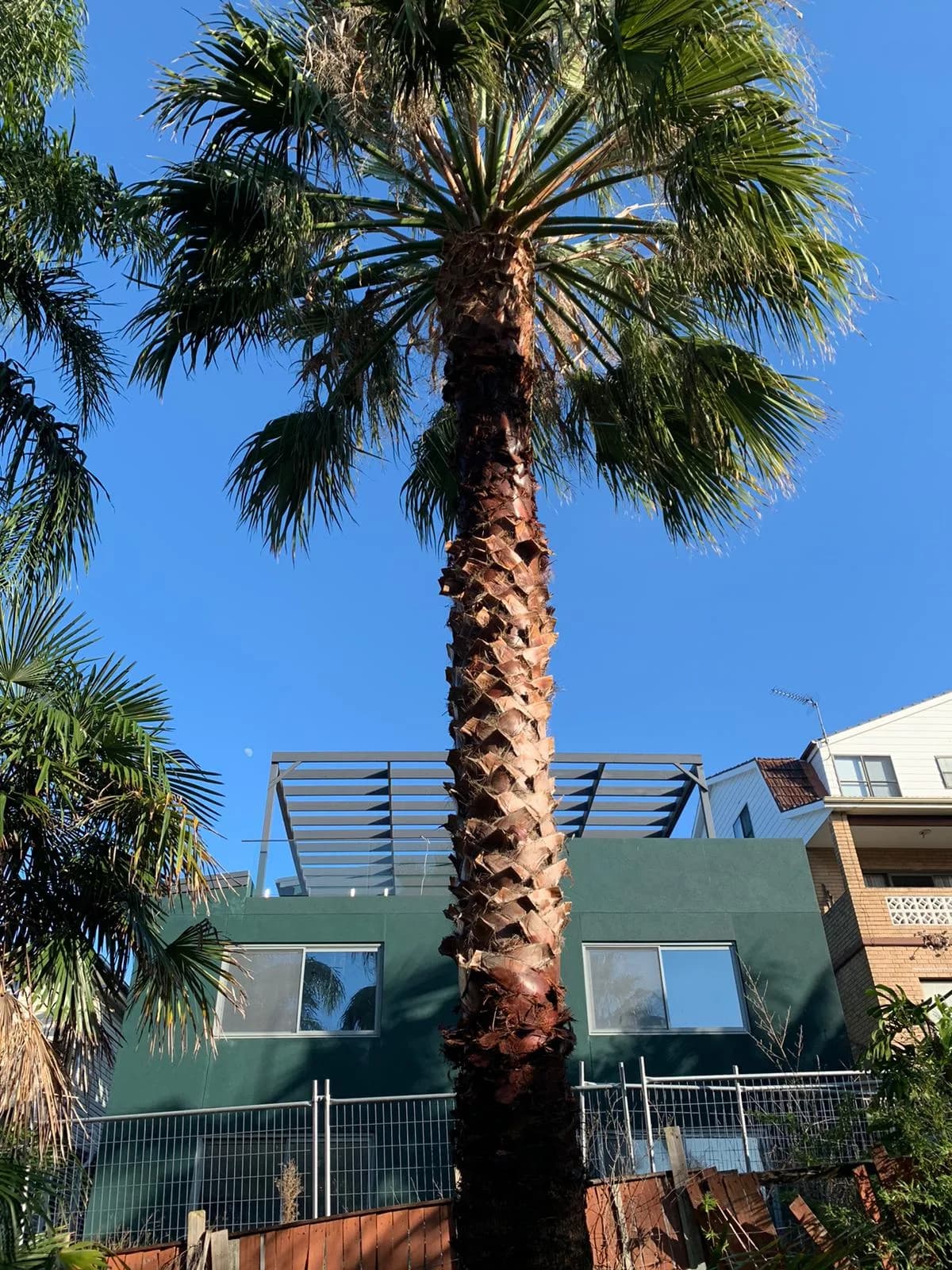 Detailed palm-trimming view from a North Curl Curl property