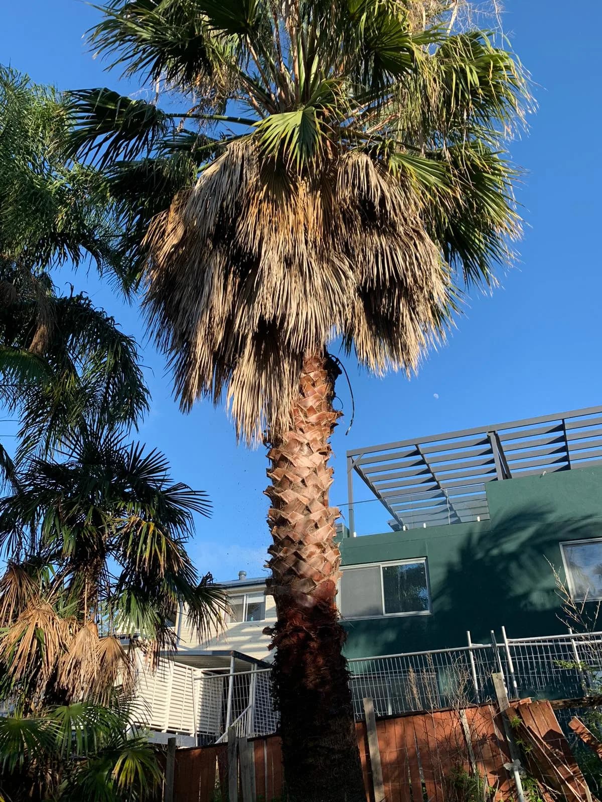 North Curl Curl palm-trimming project image at a residential property