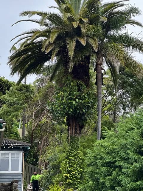 Palm Beach palm-pruning project image in a coastal garden setting