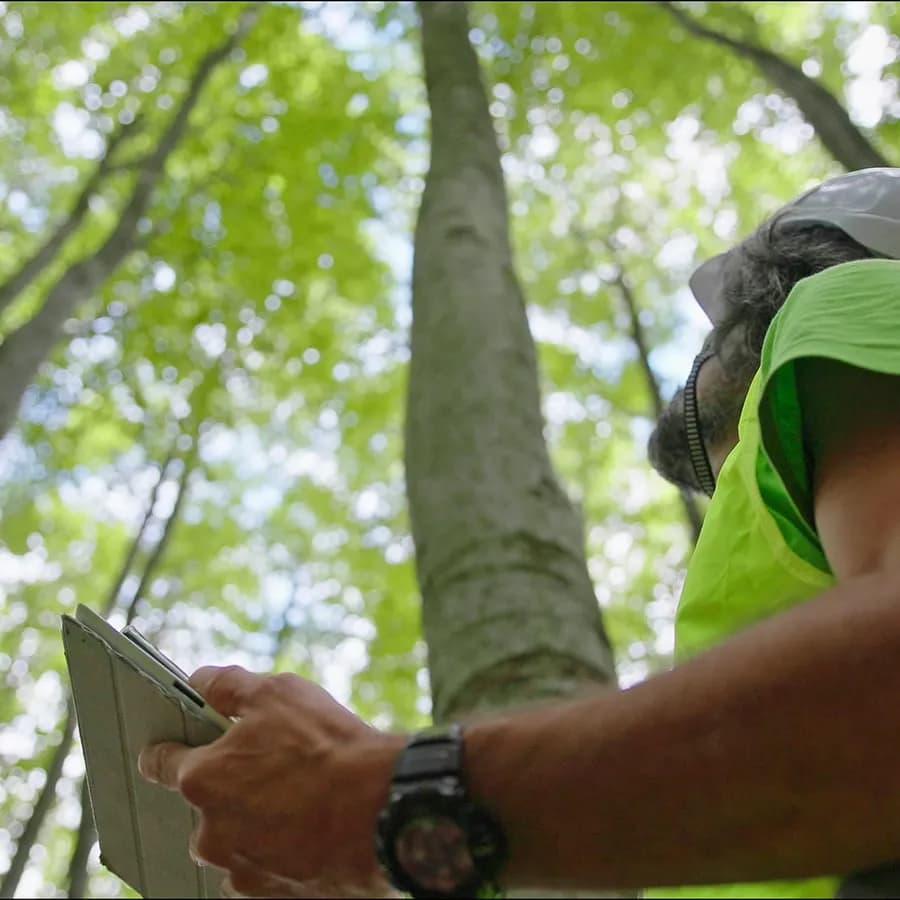 Professional Expert Arborist Reports in the Northern Beaches - Arborist Report Services Northern Beaches in Sydney's Northern Beaches