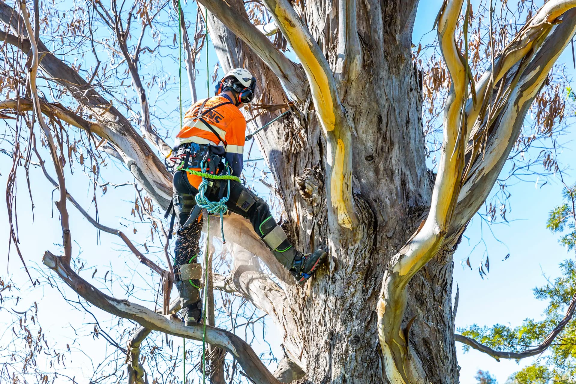 Professional 24/7 Emergency Tree Services in the Northern Beaches - Hazardous Tree Assessment Northern Beaches in Sydney's Northern Beaches