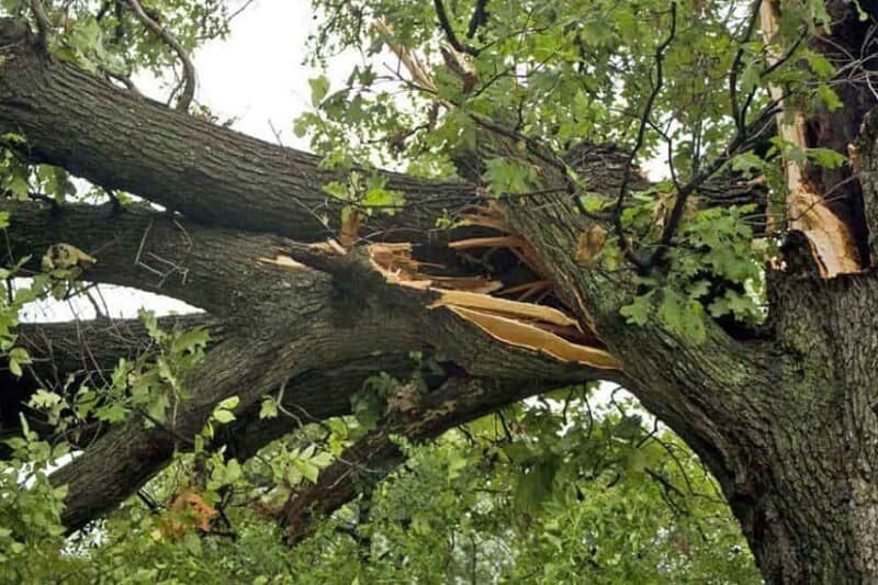 Professional 24/7 Emergency Tree Services in the Northern Beaches - Storm Damage Tree Removal Northern Beaches in Sydney's Northern Beaches